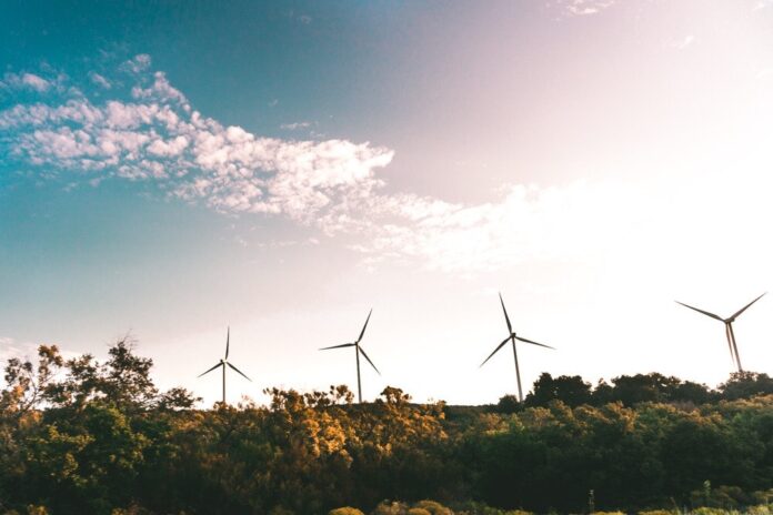 molinos de viento cerca de un bosque - negocio sostenible