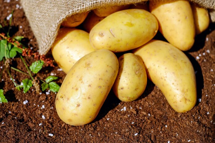 patatas en la tierra
